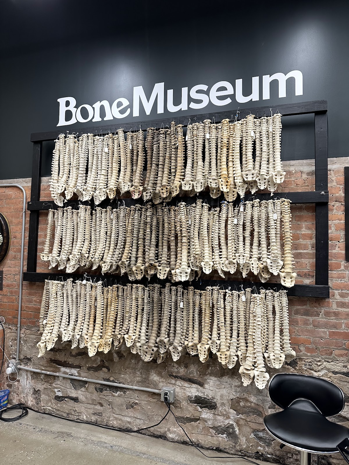 The Bone Museum
